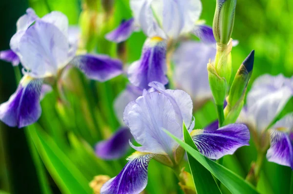 Iris Fleurs Iris Fleurs Violet Gros Plan Iris — Photo