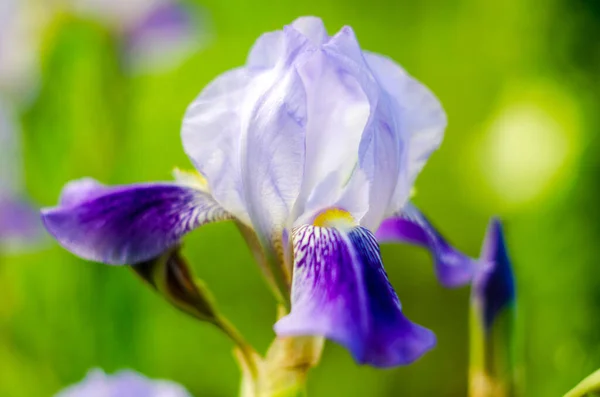 flowering  irises, flowers violet irises close-up, irises