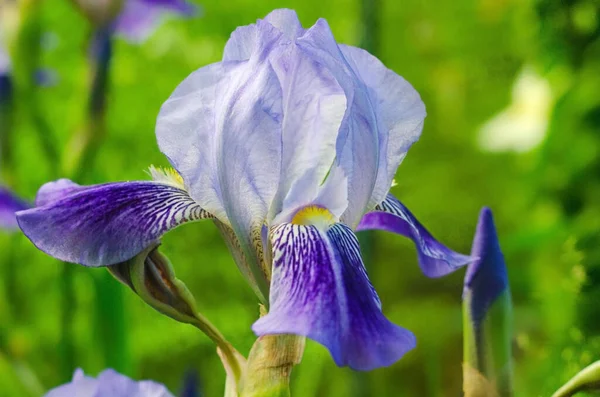 Iris Florecientes Flores Iris Violetas Cerca Iris —  Fotos de Stock