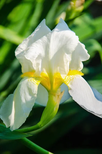 开花的虹膜 花的紫虹膜 — 图库照片