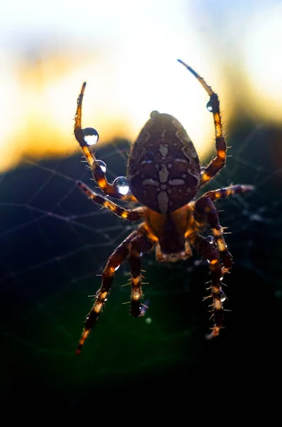 Grote Spin Close Een Web Met Druppels Ochtenddauw Close Europese — Stockfoto