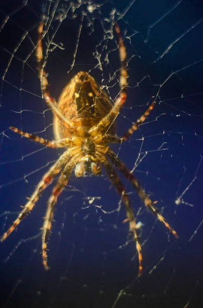 Nagy Pók Közelkép Közelről Európai Kerti Pók Egy Pókháló — Stock Fotó