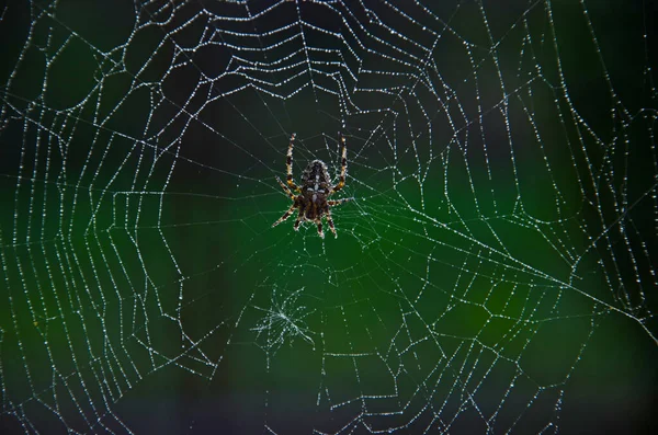 Grote Spin Close Een Web Met Druppels Ochtenddauw Close Europese — Stockfoto