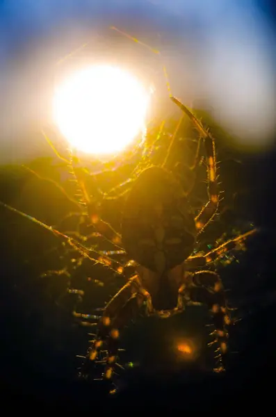 Großaufnahme Einer Spinne Spinne Vor Dem Hintergrund Der Aufgehenden Sonne — Stockfoto