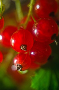 Frenk üzümü, yapraklı kırmızı frenk üzümü, olgun böğürtlen, yakın plan kırmızı frenk üzümü.