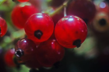 Frenk üzümü, yapraklı kırmızı frenk üzümü, olgun böğürtlen, yakın plan kırmızı frenk üzümü.