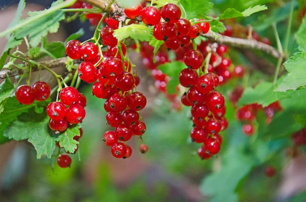 Ribes Rosso Ribes Rosso Con Foglie Bacche Mature Cespuglio Ribes — Foto Stock