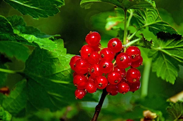 Red Currants Red Currant Leaves Ripe Berries Red Currant Bush Stock Picture