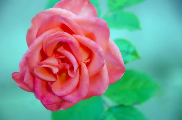 Zbliżenie Różowy Kwiat Róży Naturalnym Tle Rozmycia Różowa Róża — Zdjęcie stockowe
