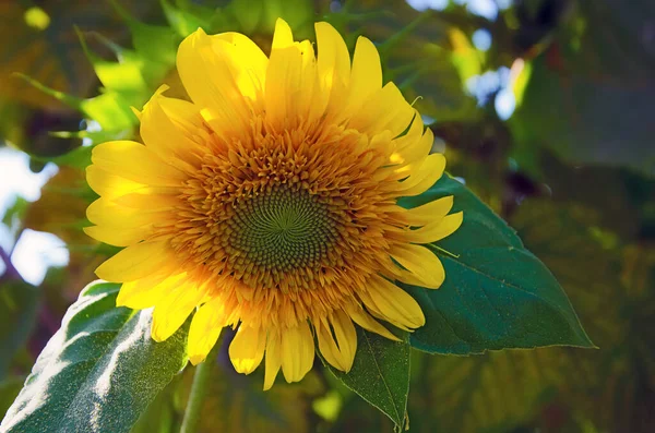 yellow decorative sunflower flower in the garden, decorative sunflower  close up