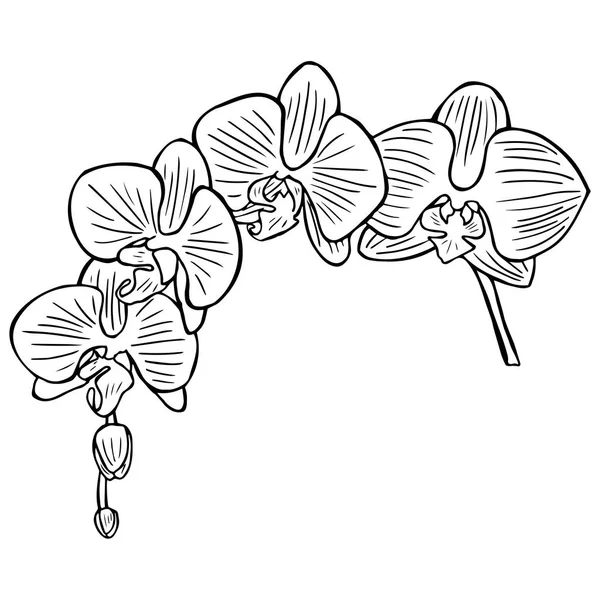 Tekening orchideebloem stock illustratie — Stockvector