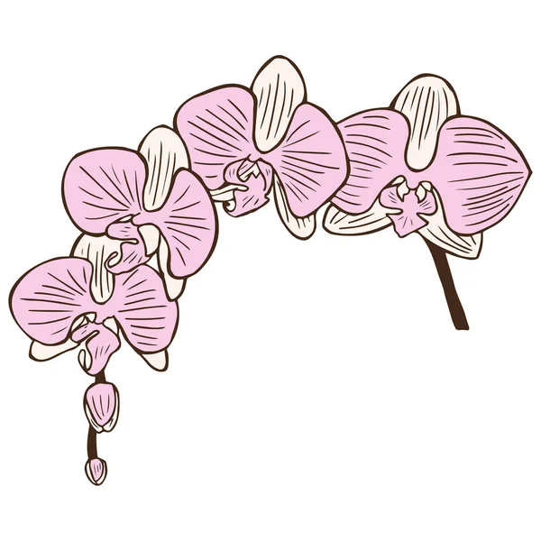 Tekening orchideebloem stock illustratie — Stockvector