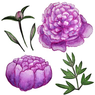 Suluboya peonies ayarlayın. Onun mükemmel tebrik kartları, düğün davetiye, tasarım düğün için. Suluboya botanik illüstrasyon izole beyaz arka plan üzerinde.
