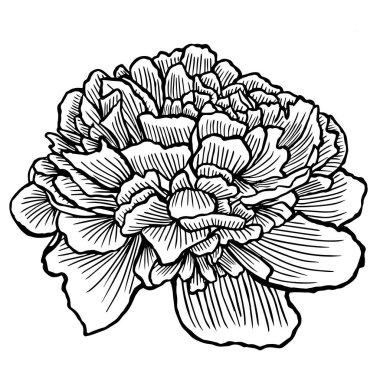 Şakayık, çiçek, el-çizim vektör illüstrasyon kroki