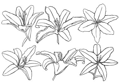 llustration, tasarım, göl kenarında, dekorasyon, tebrik, sanat,