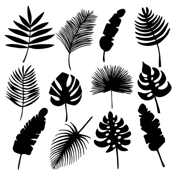 Conjunto de siluetas negras de hojas tropicales palmeras, árboles . — Vector de stock