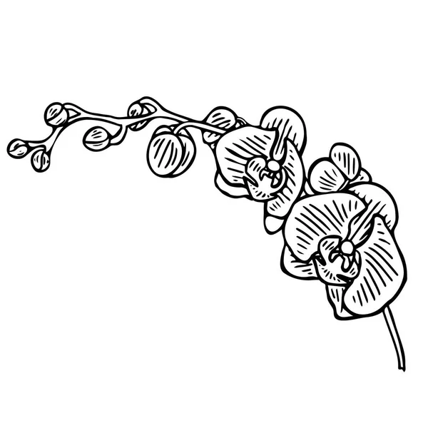 Dibujo orquídea flor stock ilustración — Archivo Imágenes Vectoriales