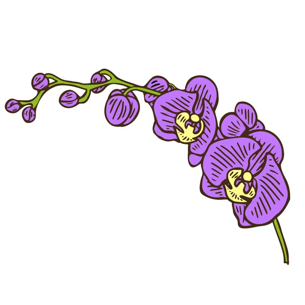 Byrger001drawing orchideebloem stock illustratie — Stockvector