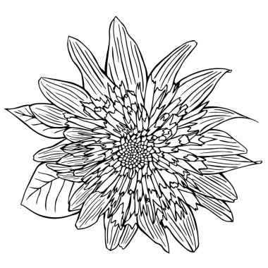 güzel izole beyaz zemin üzerine beyaz Ayçiçek