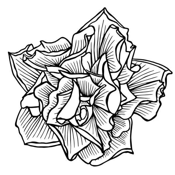 Dekoratív virág, kézi rajz vektoros illusztráció vázlat — Stock Vector