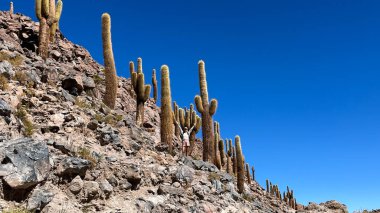 Vilama Nehri Kanyonu 'nda dev karton kaktüslerin arasında duran turist bir kadın. Kaktüs bitkileri yaklaşık 1000 yıl ve 8 metre yüksekliğe ulaşabilir ve Şili 'deki San Pedro de Atacama' ya yakın turistik merkezlerdir..