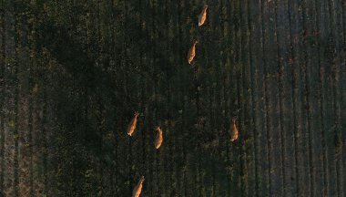 Drone  photo of herd of cows walking on grass the same direction in meadow outdoor country side. Top elevated point of view of brown cows on green striped pastures in Alentejo region, Portugal.