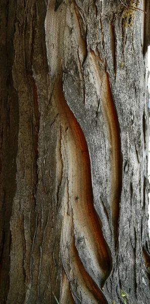 Detalhe Casca Velha Árvore Centro Albuquerque Velha — Fotografia de Stock