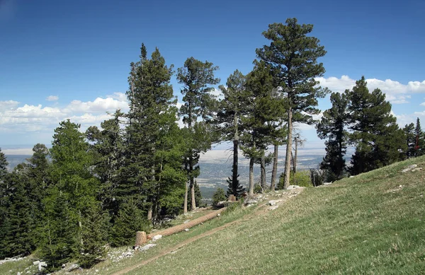 Pine Trees Peak Sandia Mountains East Albuquerque New Mexico — Stock Photo, Image