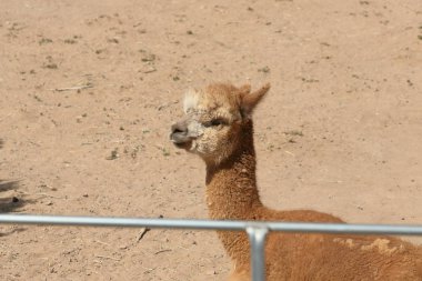Bir çit ile bir ahır içinde kahverengi bir alpaka görünümünü portre