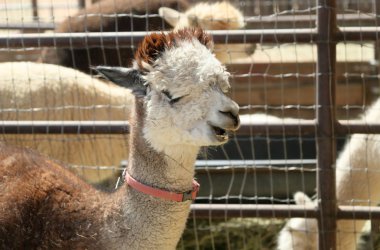 Bir ahır içinde kırmızı tasması çok renkli bir alpaka görünümünü portre