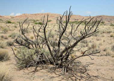 Ölü bush ile çıplak dallarında Socorro yakınındaki merkezi New Mexico çölünde