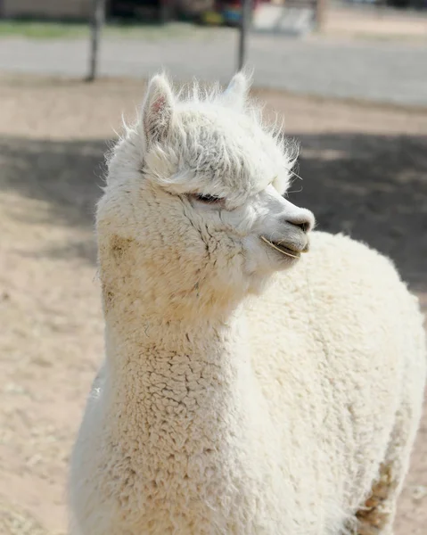 Branco Alpaca Posou Olhando Para Ele Deixado Enquanto Estava Celeiro — Fotografia de Stock