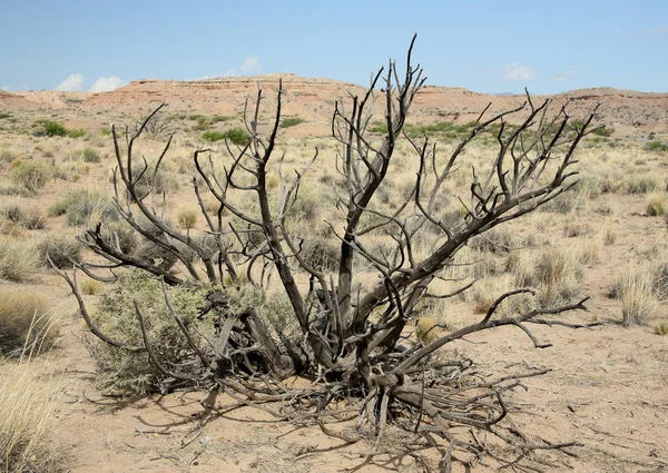 Ölü bush ile çıplak dallarında Socorro yakınındaki merkezi New Mexico çölünde