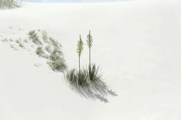 Two flowering yucca plants and their shadows on brilliant white desert sand in southern New Mexico