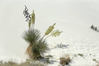 Güney New Mexico parlak beyaz çöl kumu üzerinde çiçekli Yucca bitki