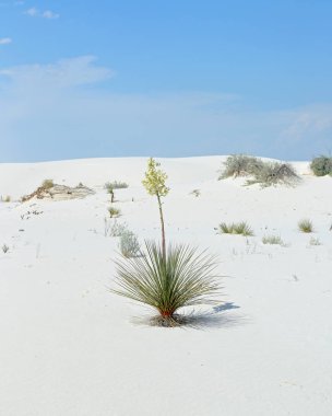 Güney New Mexico parlak beyaz çöl kumu üzerinde çiçekli Yucca bitki