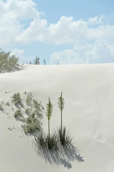 Güney New Mexico parlak beyaz çöl kumu üzerinde çiçekli Yucca bitkiler