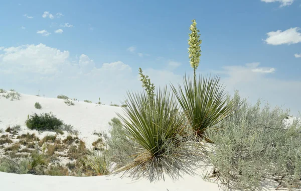 Plantas Yuca Flor Sobre Arena Blanca Brillante Del Desierto Sur — Foto de Stock