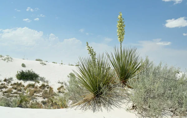 Güney New Mexico parlak beyaz çöl kumu üzerinde çiçekli Yucca bitkiler