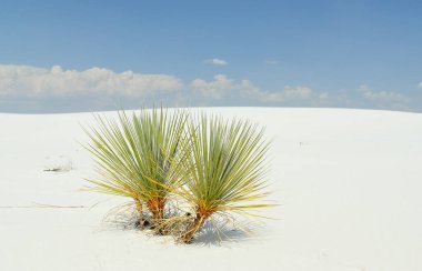 Yucca bitkiler üzerinde Güney New Mexico'daki parlak beyaz çöl kum
