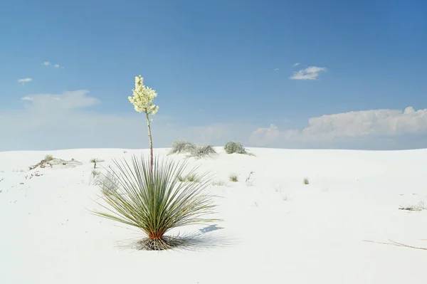 Güney New Mexico parlak beyaz çöl kumu üzerinde çiçekli Yucca bitki