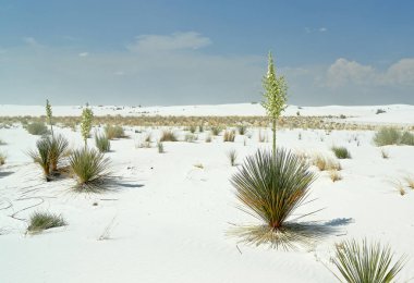 Güney New Mexico parlak beyaz çöl kumu üzerinde çiçekli Yucca bitki