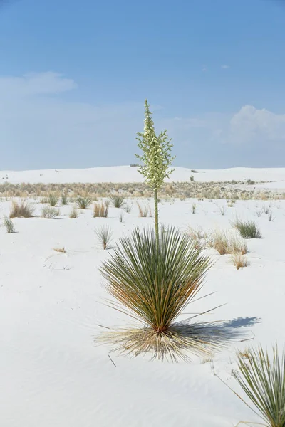 Planta Floreciente Yuca Sobre Arena Blanca Brillante Del Desierto Sur — Foto de Stock