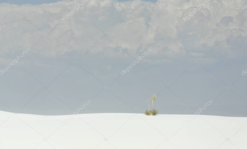 White sand dune with a lone yucca plant on the ridge in southern New Mexico