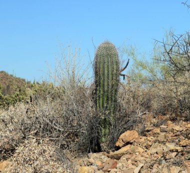 Genç saguaro kaktüsü güneşli bir Güney Arizona