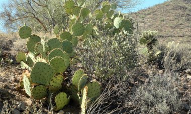 Güney Arizona güneşli bir kaktüs inciri