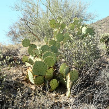 Güney Arizona güneşli bir kaktüs inciri