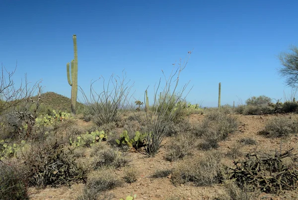 Desert View Southern Arizona Sunny Day — Stock Photo, Image
