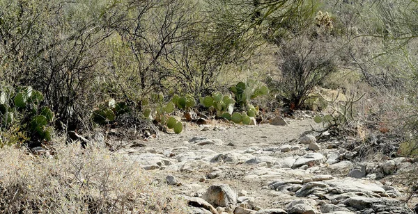 Sendero Rocoso Través Arizona Matorral Desierto Con Cactus Pera Espinosa — Foto de Stock