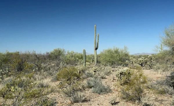 Vista Del Desierto Sur Arizona Día Soleado — Foto de Stock